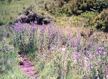 Konza Prairie in the Spring, just South of Manhattan, Kansas